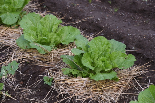 Chinese cabbage cultivation / Chinese cabbage (Napa cabbage) is a healthy winter vegetable containing vitamins and isothiocyanate which has anticancer activity. photo