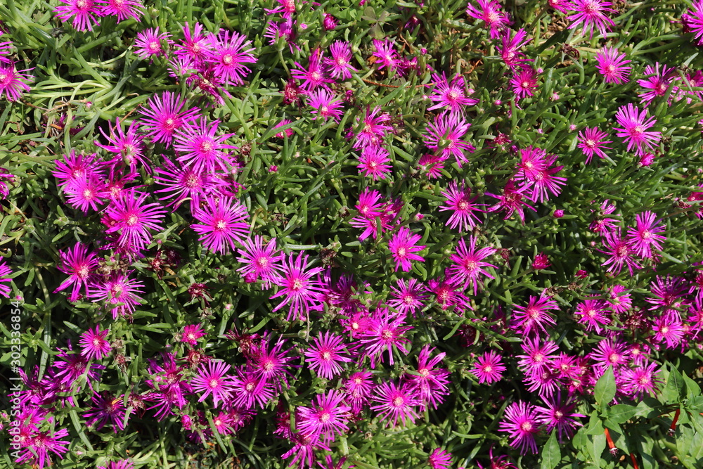 Naklejka premium Aster violet mauve