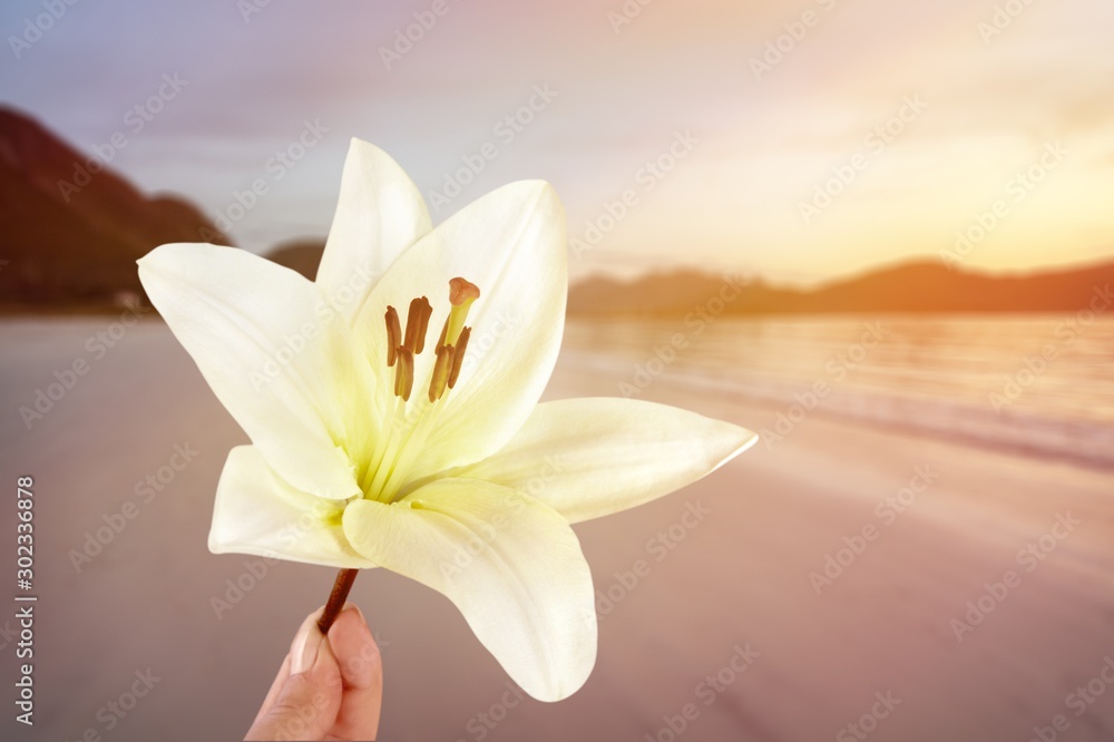 Lily. Lily.