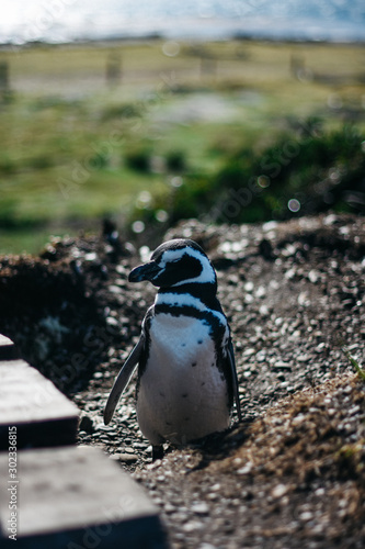 Pinguino magallanico en Ushuaia photo