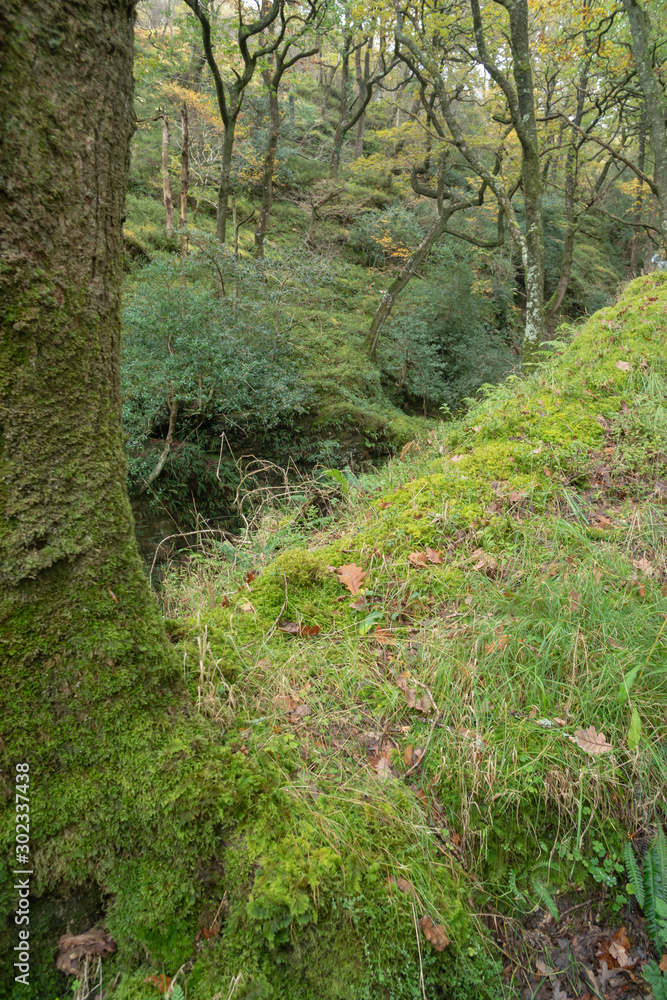 Irish forest in wicklow mountain in autumn