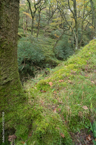 Irish forest in wicklow mountain in autumn