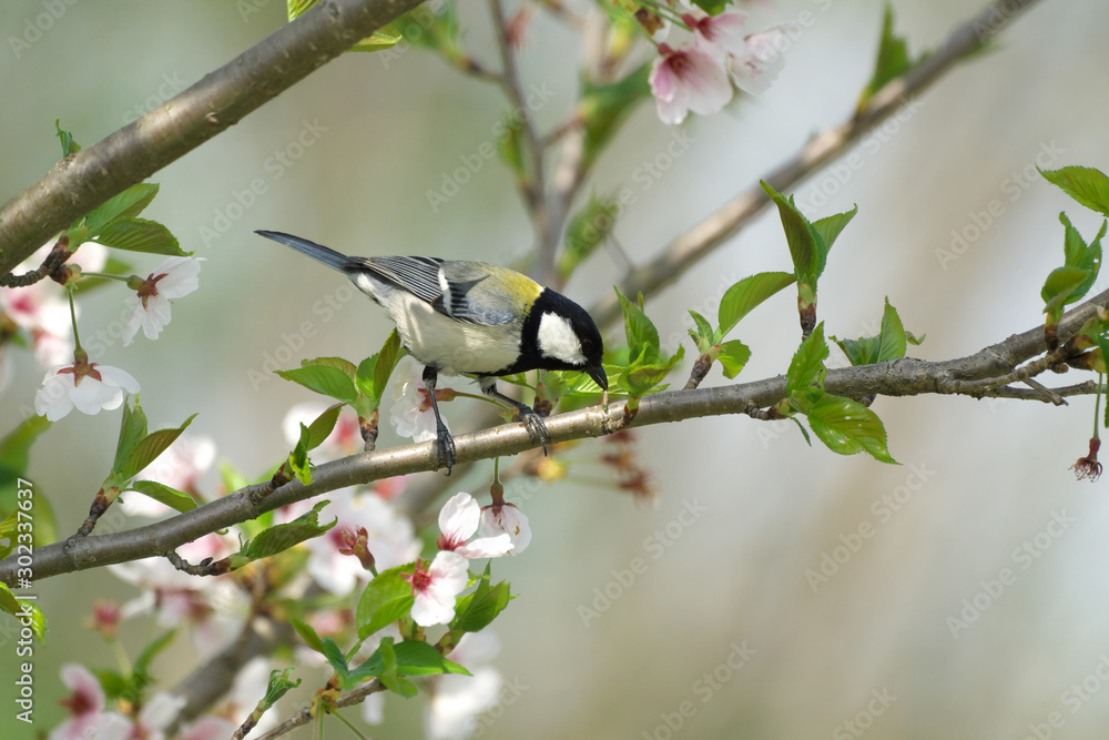シジュウカラ シジュウカラ