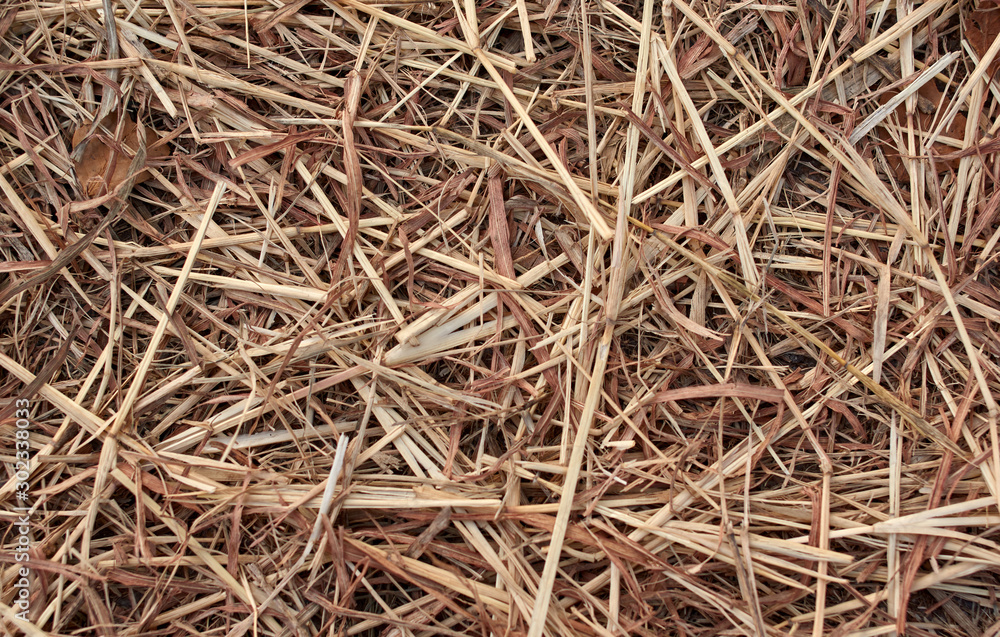 Background of dry hay after the harvest season Background of dry hay after the harvest season