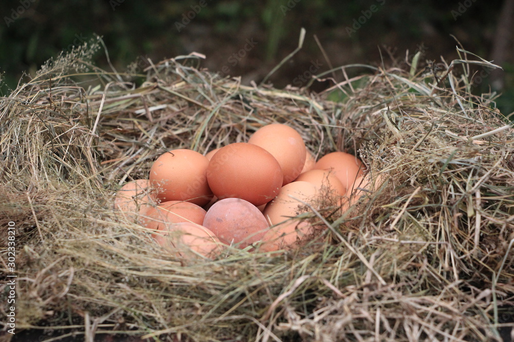 fresh oraganic eggs in the nest