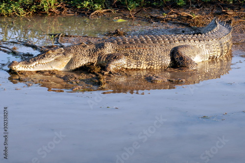 coccodrillo