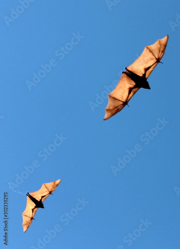 pipistrelli