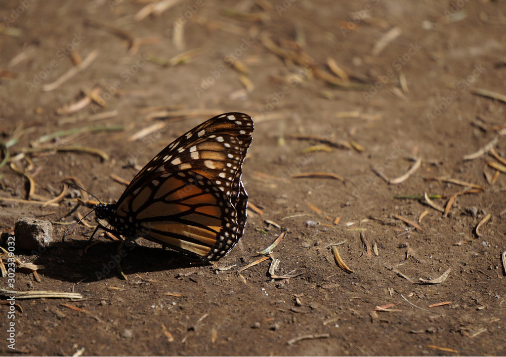Mariposa Monarca Mariposa Monarca