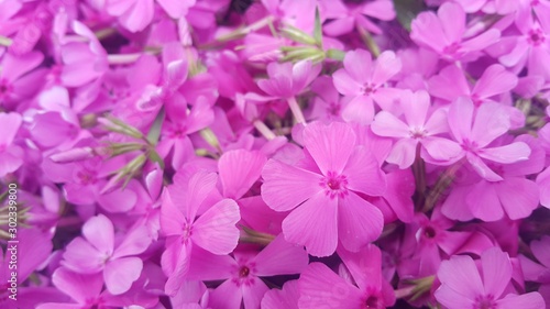 Close up view of several pink flowers under sunlight with pink petals