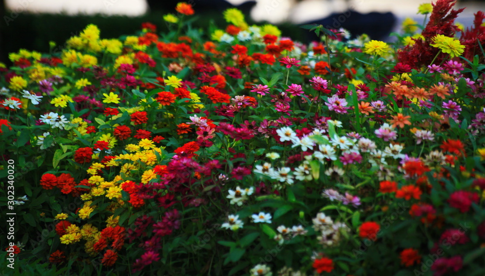 Colorful flowers in the garden