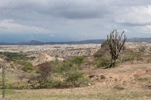 High Cactus and some small trees at Tatacaoa Desert with grey clouds and blue sky at background