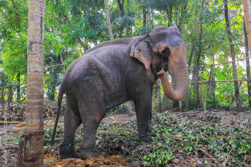 Fototapeta premium Tethered elephant in Sri Lanka