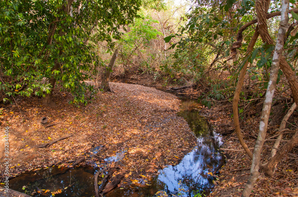 creek in rural central brazil