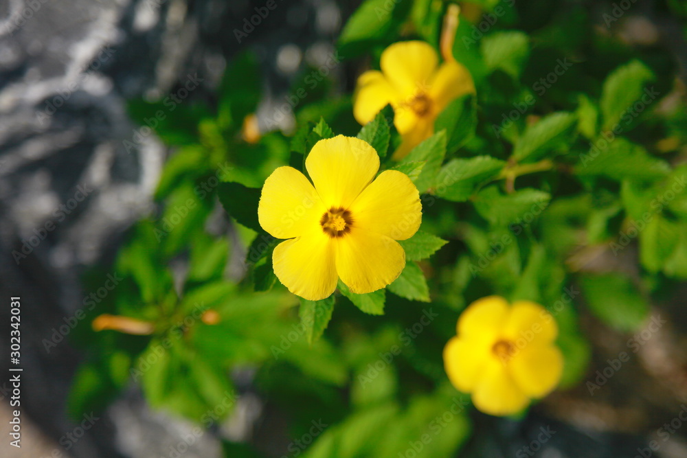 Yellow flowers in the garden Yellow flowers in the garden