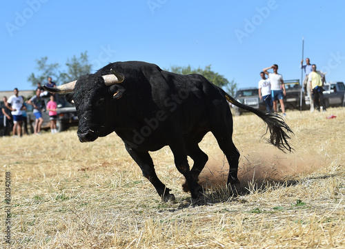 toro negro español en un festejo popular © alberto