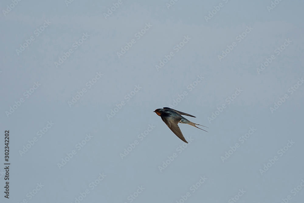 Colorful Birds in Nature  of southern thailand.