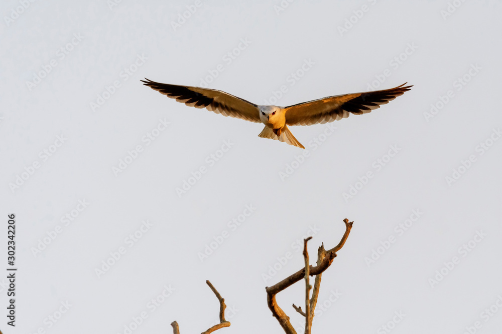 Colorful Birds in Nature of southern thailand. Colorful Birds in Nature of southern thailand.