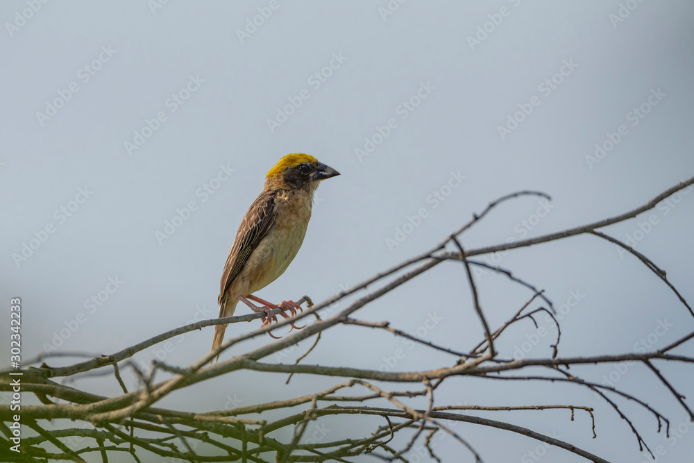 Colorful Birds in Nature of southern thailand. Colorful Birds in Nature of southern thailand.