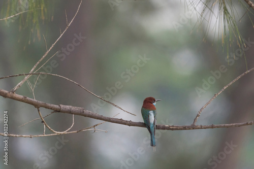 Colorful Birds in Nature of southern thailand.