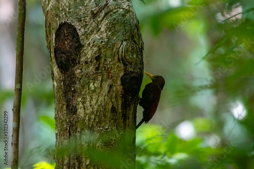 Colorful Birds in Nature of southern thailand.