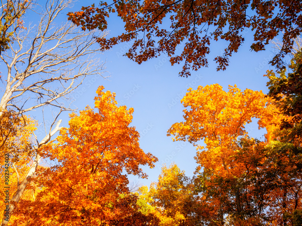 Sugar maple treetops Acer saccharum yellow leaves in fall Sugar maple treetops Acer saccharum yellow leaves in fall