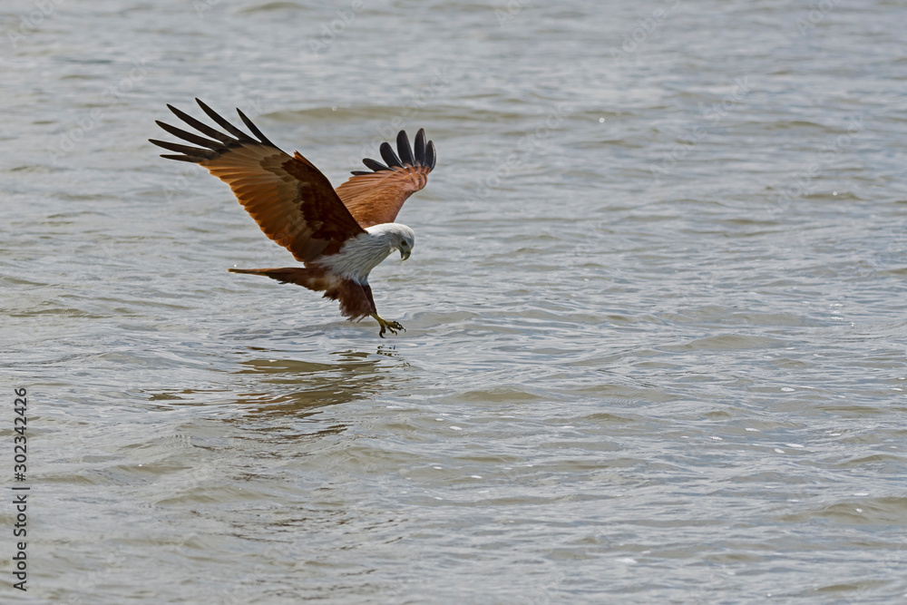 Colorful Birds in Nature of southern thailand. Colorful Birds in Nature of southern thailand.