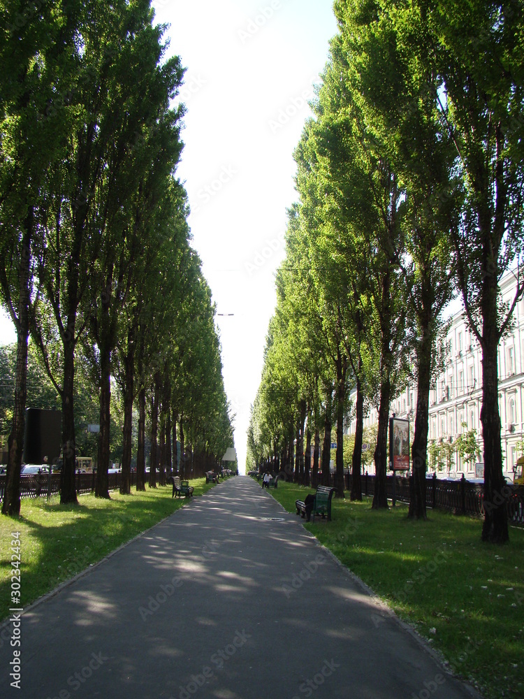 Alley with tall trees in summer