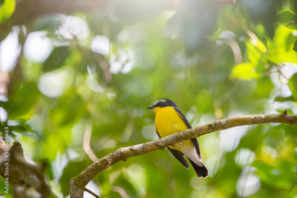 Colorful Birds in Nature  of southern thailand.