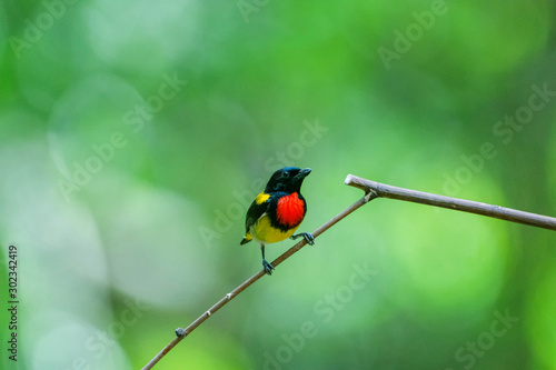 Colorful Birds in Nature  of southern thailand. © platobanpo