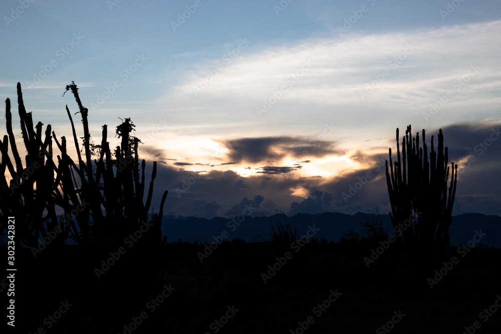 Cactus Silhouette in evening with clouds and sunset at Tatacoa Desert, Huila, Colombia