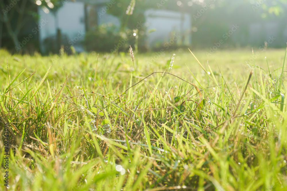 The lawn has morning sun on the grass.