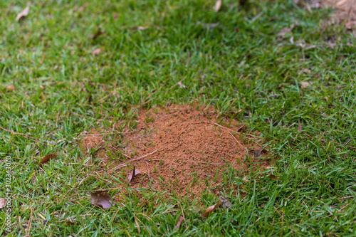 Fire ant mound in green grass, with copy space