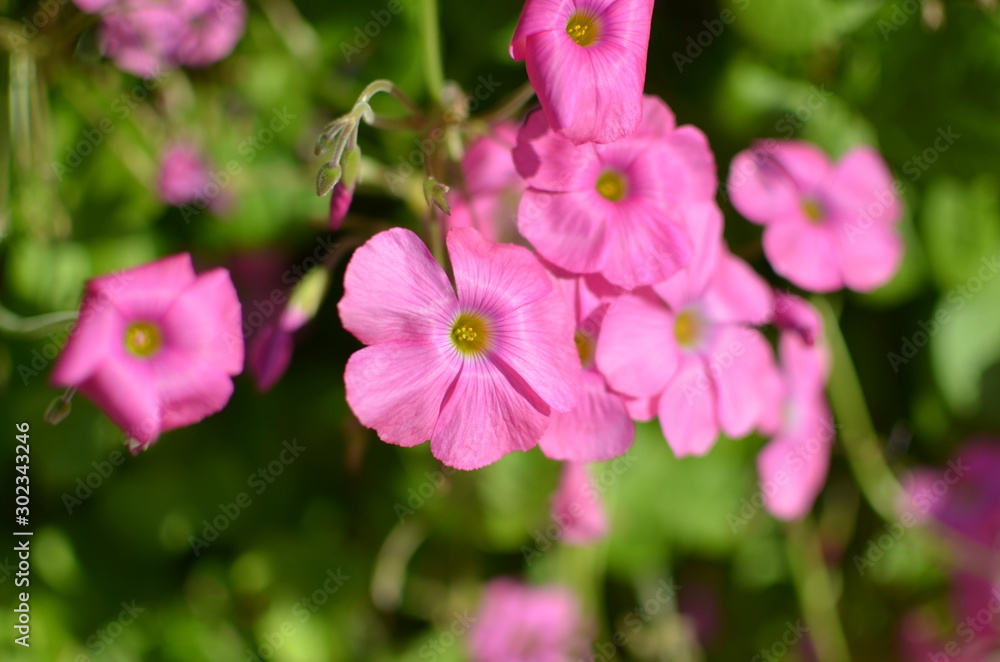 Fototapeta premium Close up of a Oxalis violacea (Violet wood-sorrel) flower