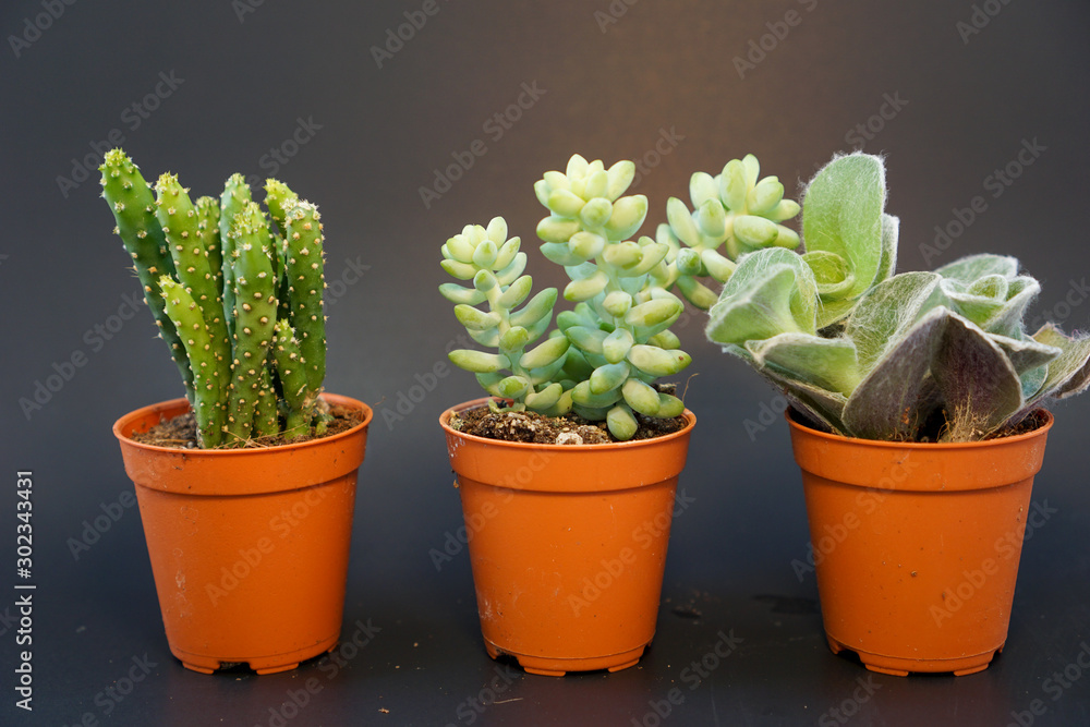 3 orange potted cactus plants in black background 3 orange potted cactus plants in black background
