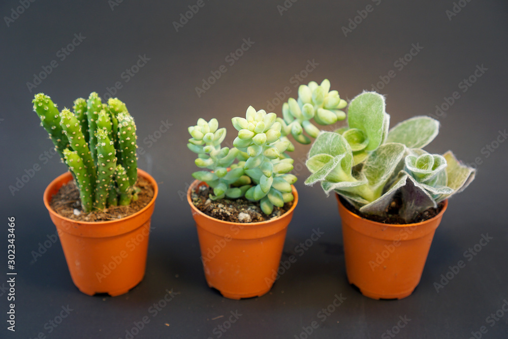 3 orange potted cactus plants in black background 3 orange potted cactus plants in black background