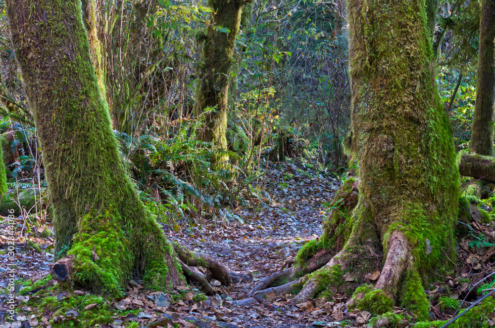 Forest woodland with ancient mossy trees and open pathway Forest woodland with ancient mossy trees and open pathway