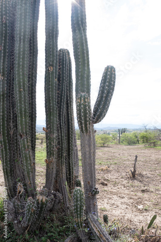 High Spined Cactus in Sunny Day At Tatacoa Desert, Huila, Colombia