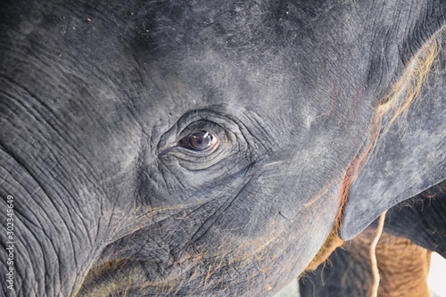 Baby elephant, Elephas maximus, rescued, healing to be reintroduced into the wild, close up view in protected park, Herbivorous animal in Phuket, Thailand. Asia.