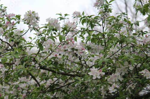 blooming apple tree in spring