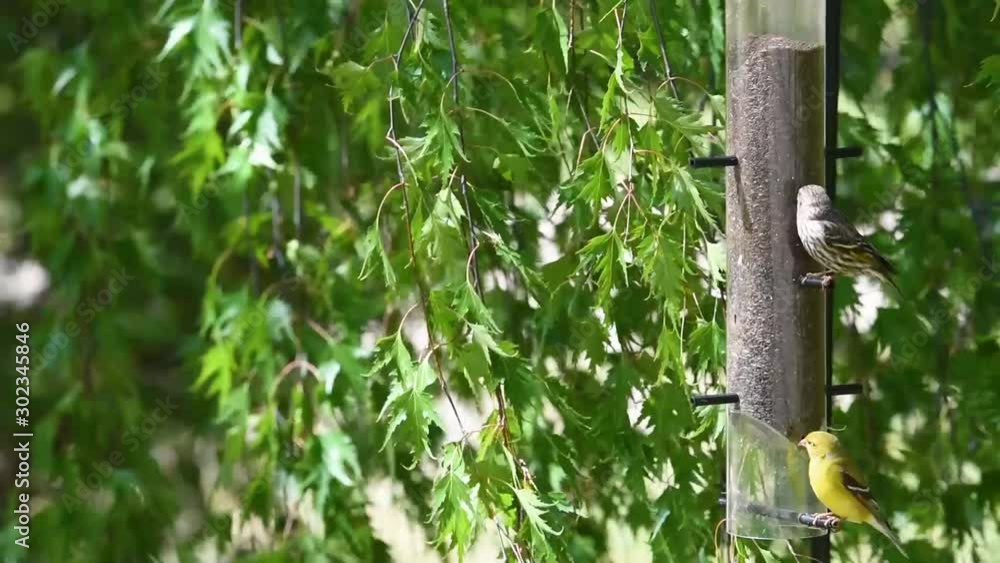 finches on a feeder hanging in a cut leaf weeping birch tree finches on a feeder hanging in a cut leaf weeping birch tree