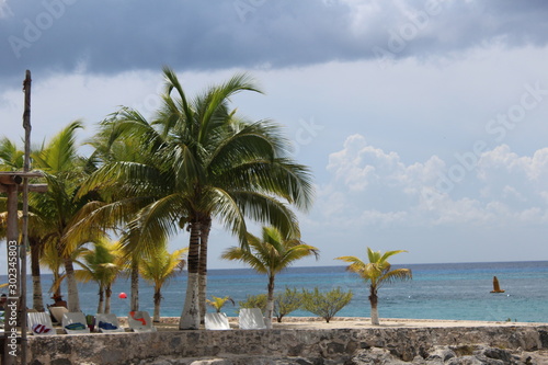 palm tree on the beach © mikayla