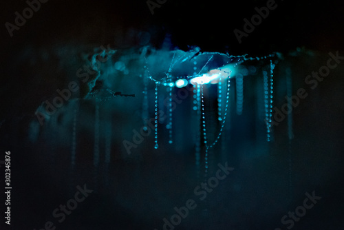 Glow worms and their sticky threads used to catch prey photo