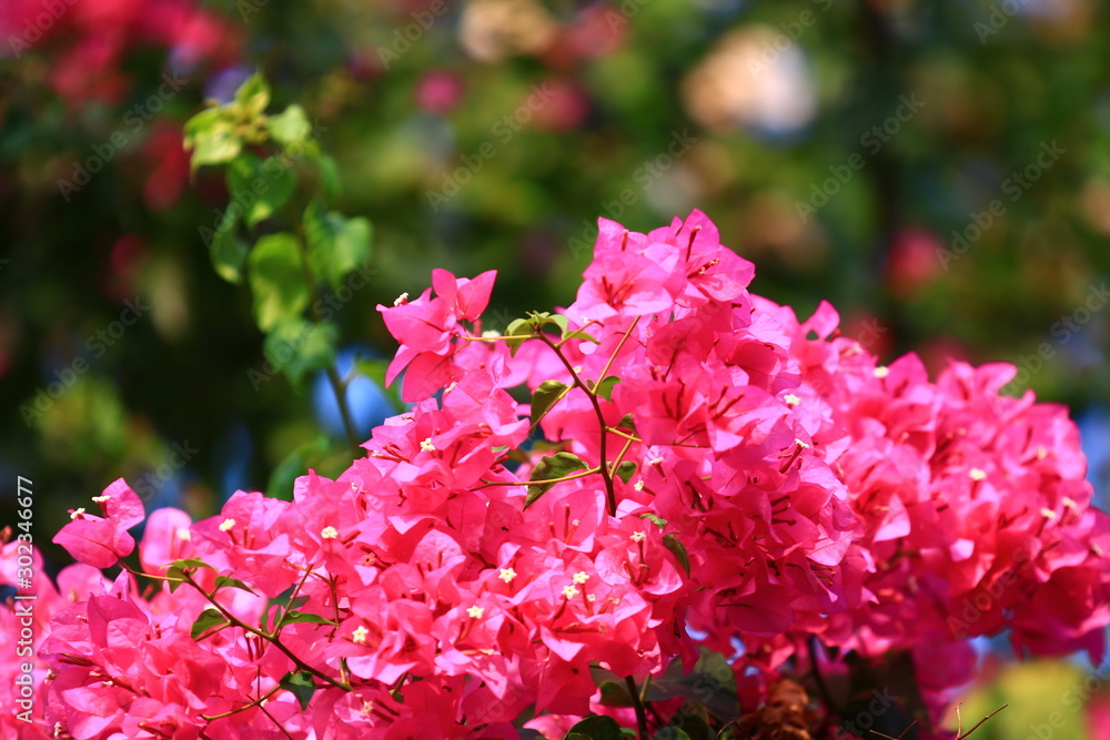 Fototapeta premium Beautiful pink red bougainvillea blooming, Bright pink red bougainvillea flowers as a floral background,Bougainvillea flowers texture and background,Close-up Bougainvillea tree with flowers
