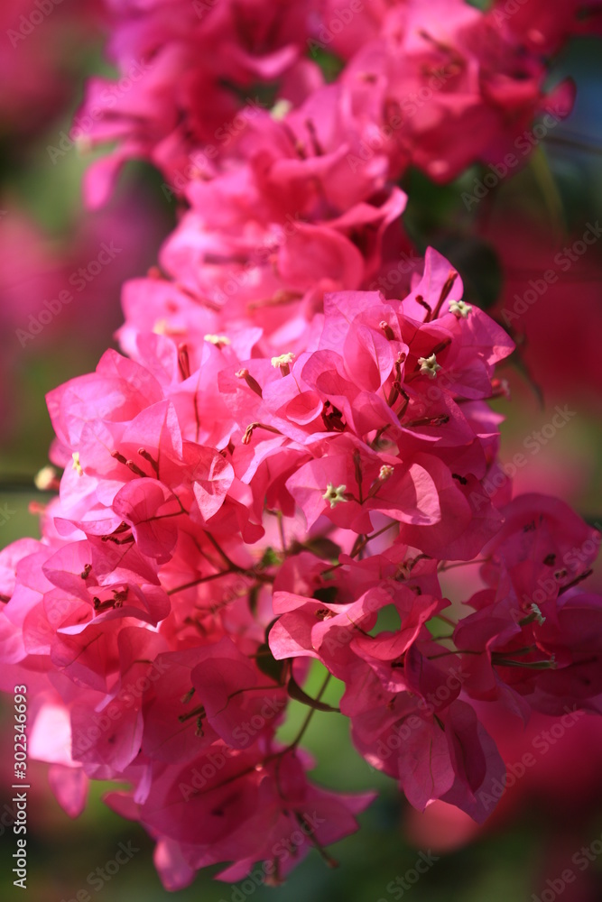 Beautiful pink red bougainvillea blooming, Bright pink red  bougainvillea flowers as a floral background,Bougainvillea flowers texture and background,Close-up Bougainvillea tree with flowers