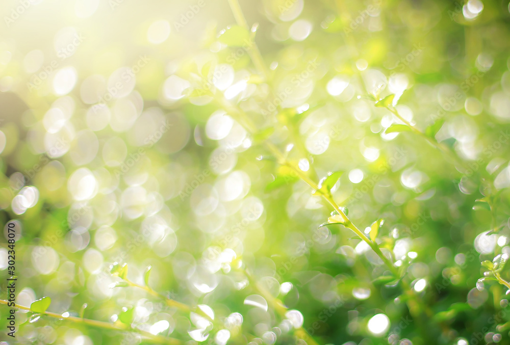 Green leaf background Yellow, blurry leaves Bokeh circles from light shining through As a background and Beautiful computer screen image Green leaf background Yellow, blurry leaves Bokeh circles from light shining through As a background and Beautiful computer screen image
