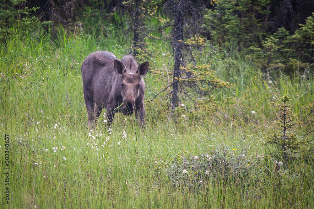 Alaskan Moose Alaskan Moose