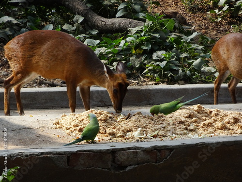 Deer sharing food with parrots