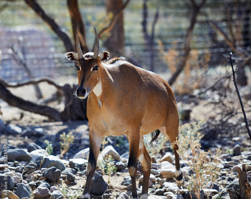 Asian Antelope walking in Natural Terrain Asian Antelope walking in Natural Terrain