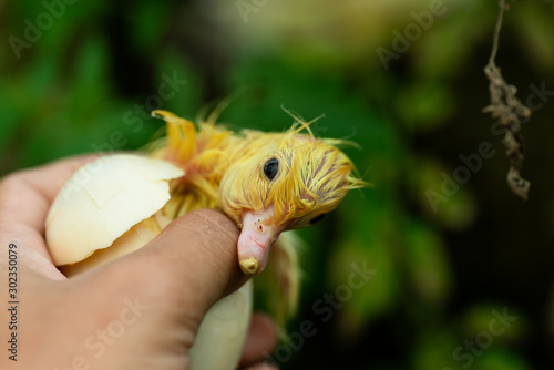 duckling coming out of a white egg