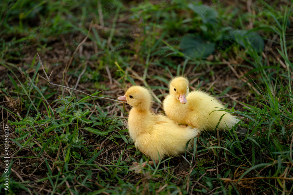 The cuteness of the yellow ducks walking on the grass The cuteness of the yellow ducks walking on the grass